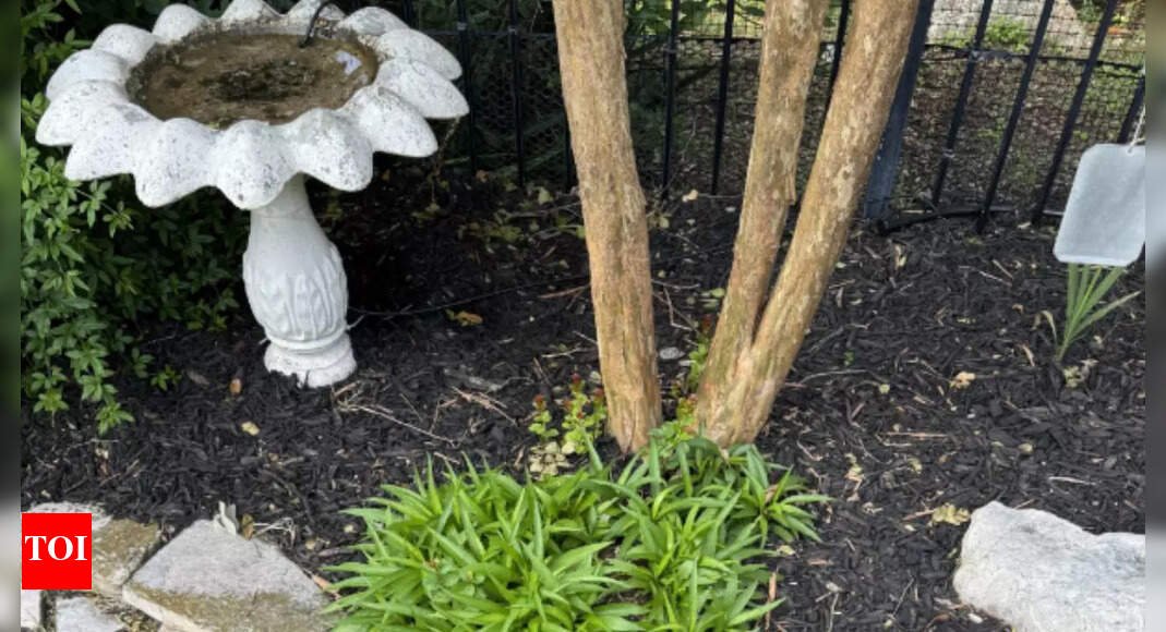 can-you-find-the-5-foot-rattlesnake-hiding-in-this-photo?