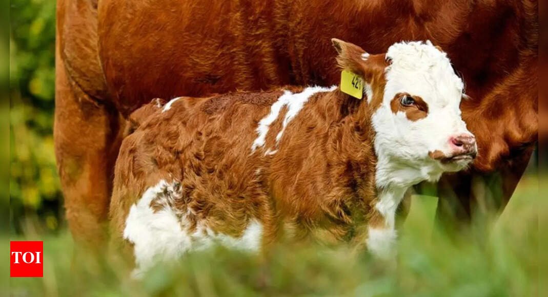experts-warn-of-salmonella-dublin:-cattle-born-superbug-that-is-spreading-to-humans