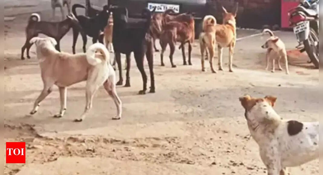 child-attacked-by-stray-dogs-in-a-village-in-ludhiana