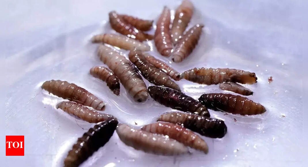 first-human-case-of-flesh-eating-parasite-detected-in-the-us;-symptoms,-risk-factors,-and-safety-measures-to-follow