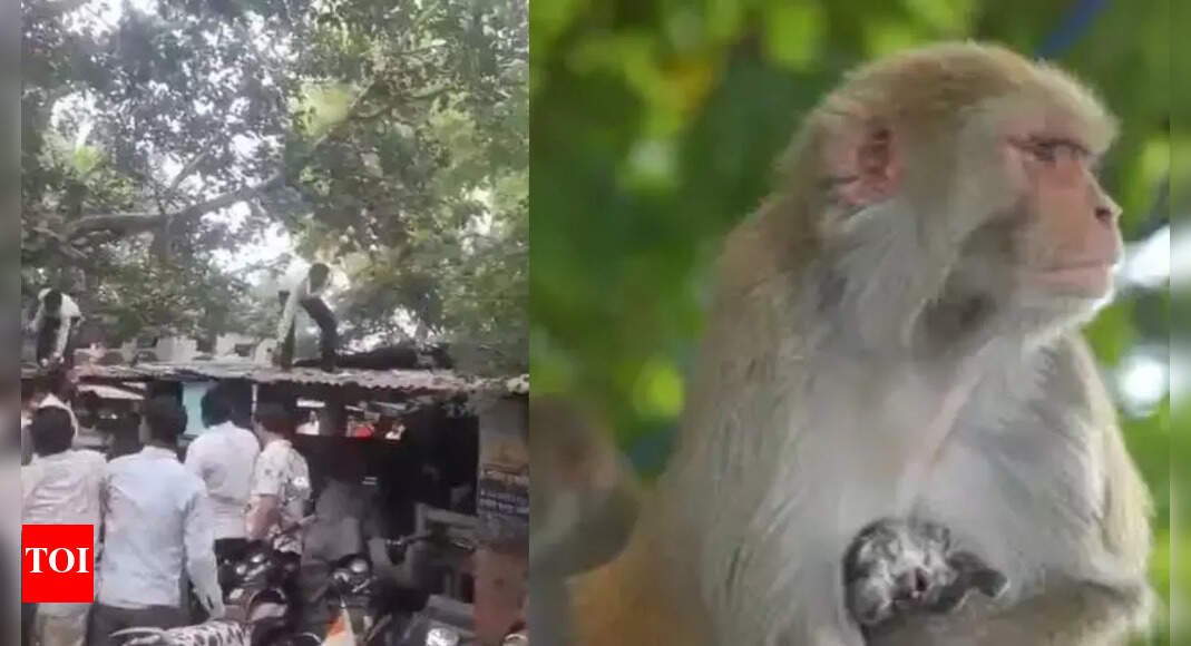 ‘money-rain’-in-uttar-pradesh’s-auraiya:-monkey-snatches-rs-80,000,-throws-rs-500-notes-from-tree;-watch