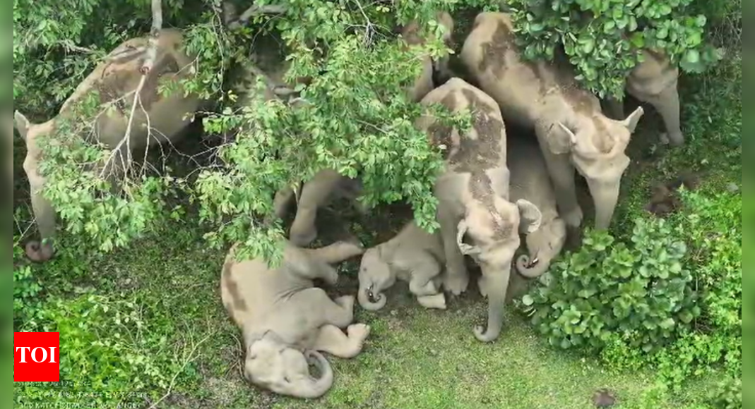elephants-guard-calves-in-chhattisgarh’s-korba-forest;-villagers-urged-not-to-disturb-elephants