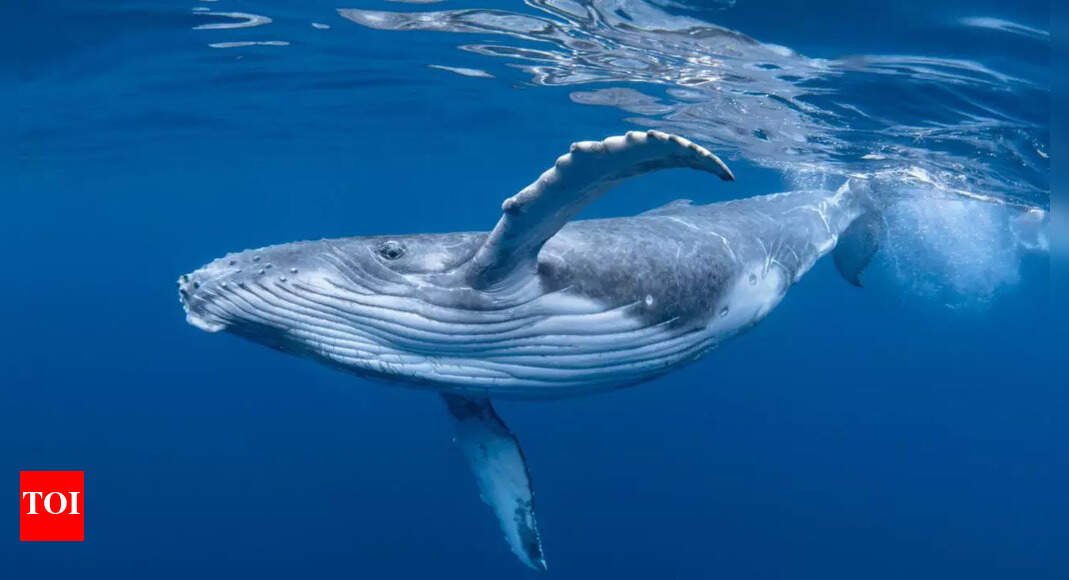 scientists-tagged-a-whale-with-a-camera;-the-footage-left-them-speechless