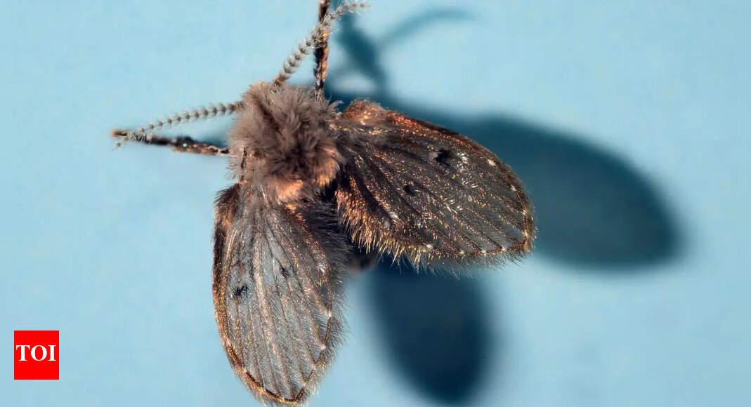 5-tips-to-get-rid-of-bathroom-drain-flies