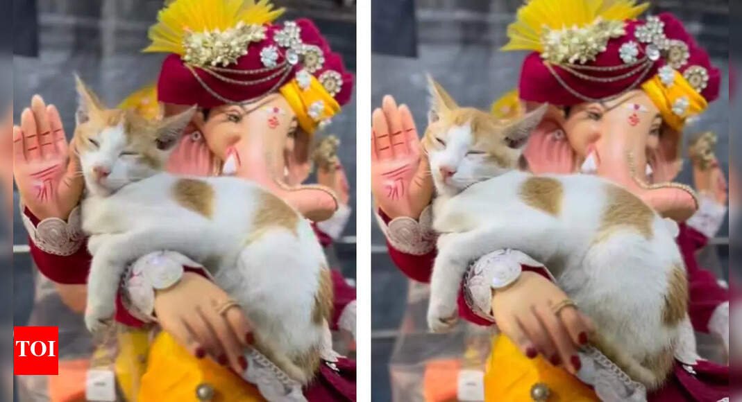 heartwarming-ganpati-video:-cat-naps-peacefully-on-idol,-netizens-call-it-adorable