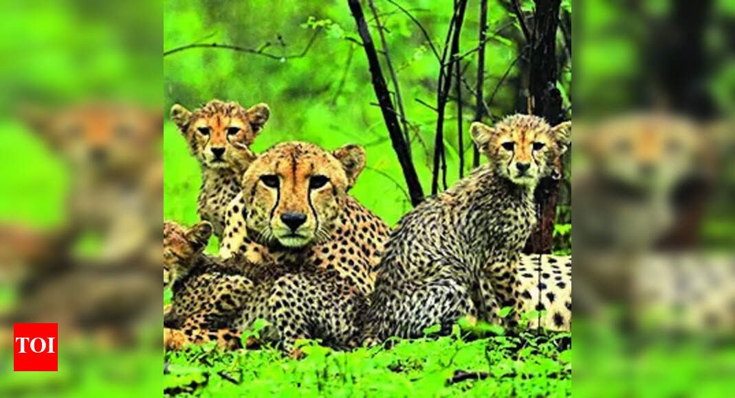 cheetahs-swim-across-kuno-river:-shift-in-behaviour-thrills-experts;-worries-managers