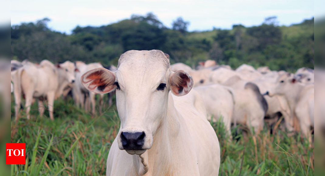 living-the-life:-the-indian-origin-cow-that-broke-the-world-record-for-being-sold-at-rs-40-crore!