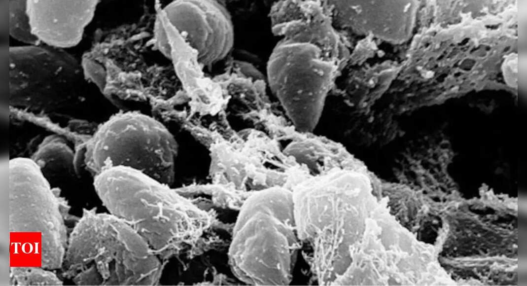 world’s-first-pandemic-mystery-solved:-scientists-uncover-yersinia-pestis-through-ancient-dna