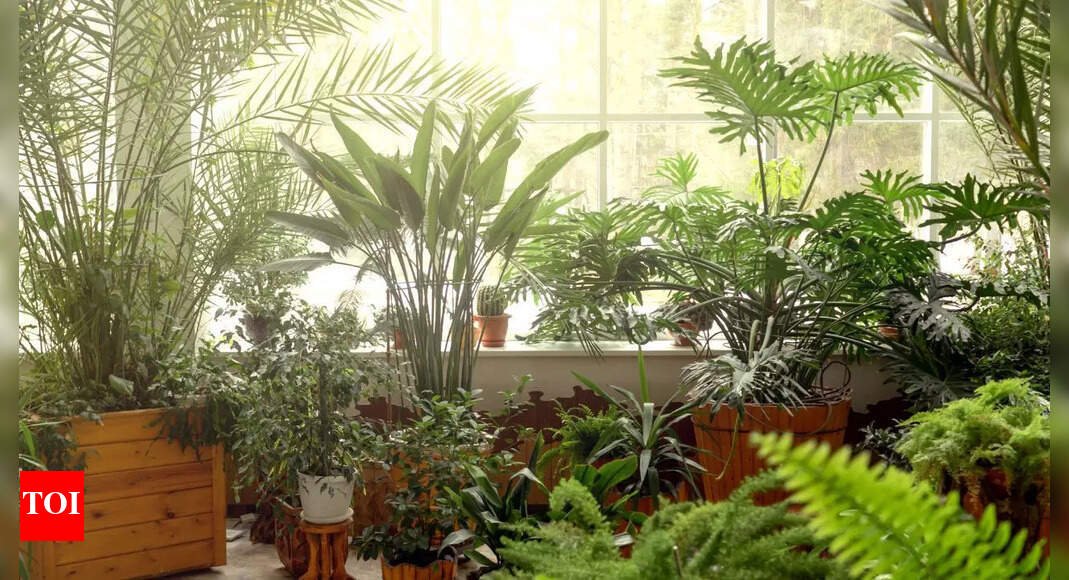 7-health-benefits-of-indoor-plants:-from-reducing-stress-levels-to-boosting-productivity