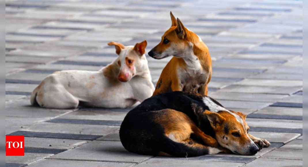 kanpur-horror:-11-year-old-mauled-to-death-by-pet-dog;-owner-arrested