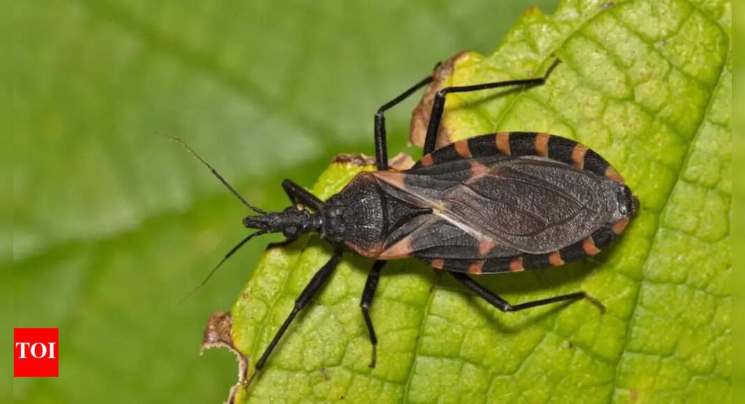 rare-and-deadly-‘kissing-bug’-spreading-across-us;-all-about-the-chagas-disease-that-can-cause-fatal-heart-attacks-and-strokes