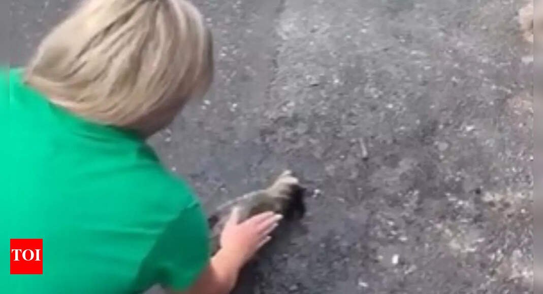 viral-video:-kentucky-nurse-revives-baby-raccoon-with-cpr;-watch