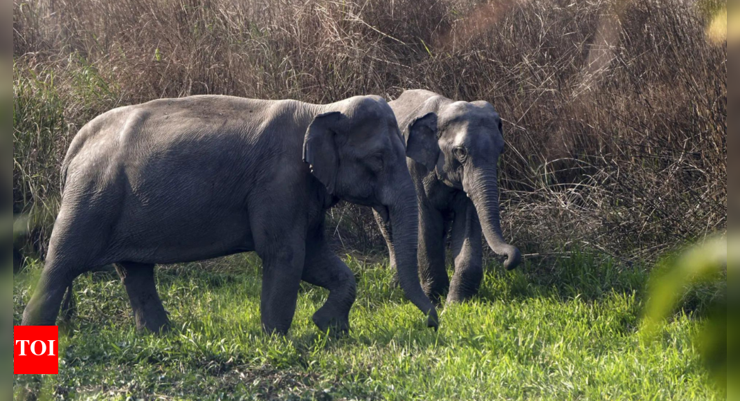 jumbo-challenge-for-chip-making:-tata-electronics-builds-elephant-proof-barrier-for-assam-unit;-snakes-necessitate-further-safeguards