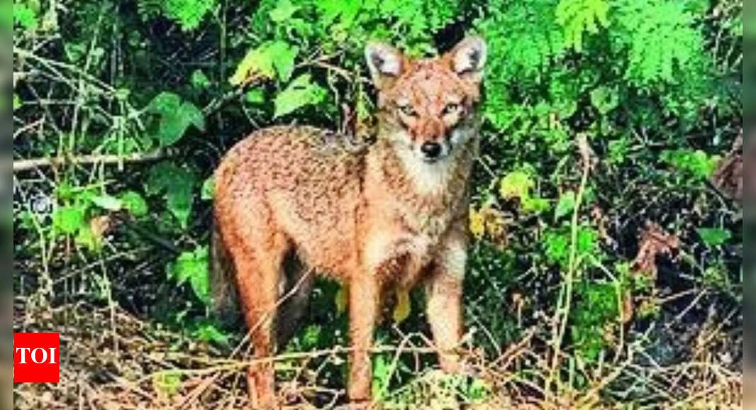 attacked,-65-year-old-battles-jackal-for-30-minutes,-strangles-it-with-sari