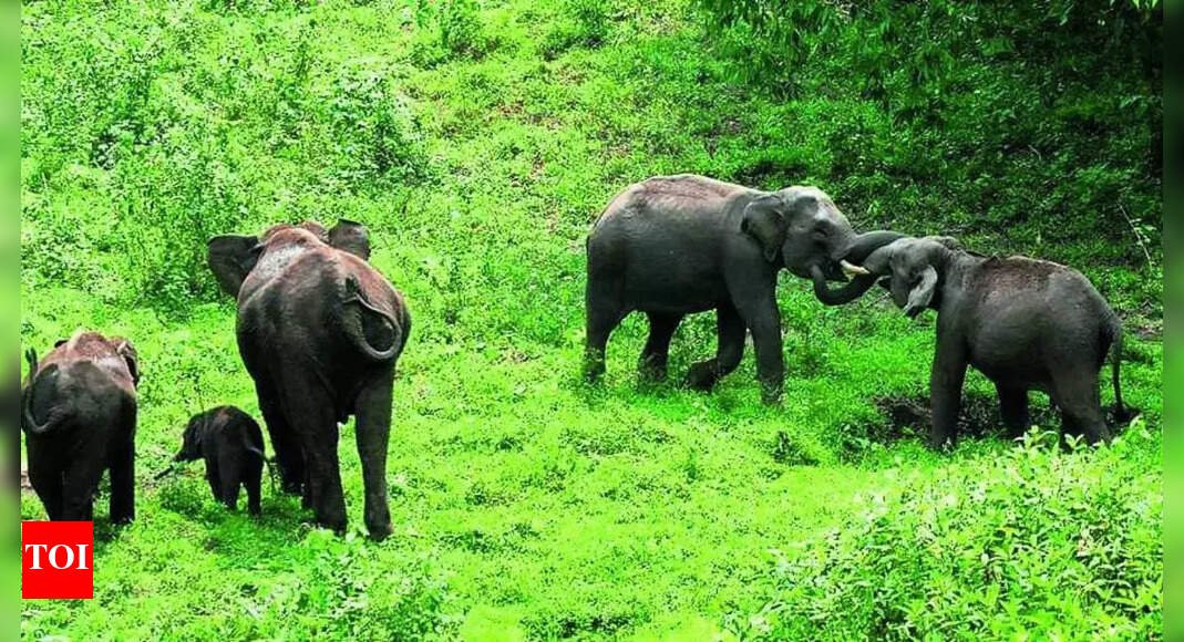 kerala-clears-draft-bill-to-kill-dangerous-wild-animals