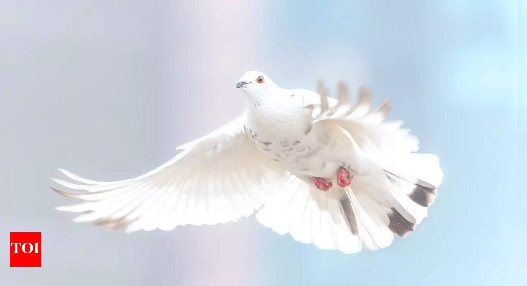 6-stunning-white-birds-every-birdwatcher-should-know
