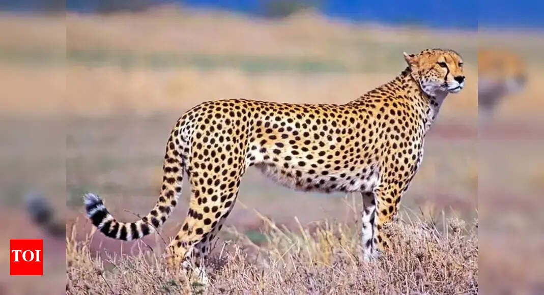 in-a-first-in-kuno,-cheetah-dies-in-clash-with-leopard