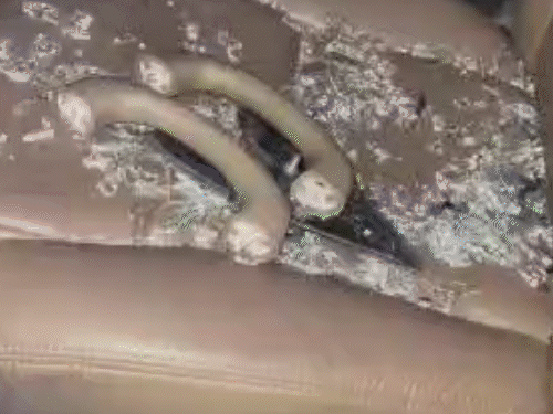 हरियाणा-में-शूटिंग-के-दौरान-पंजाबी-सिंगर-परमीश-वर्मा-घायल:गोली-लगने-से-टूटा-कार-का-शीशा,-चेहरे-पर-कांच-लगा;-इंस्टा-पर-बोले-ठीक-हूं