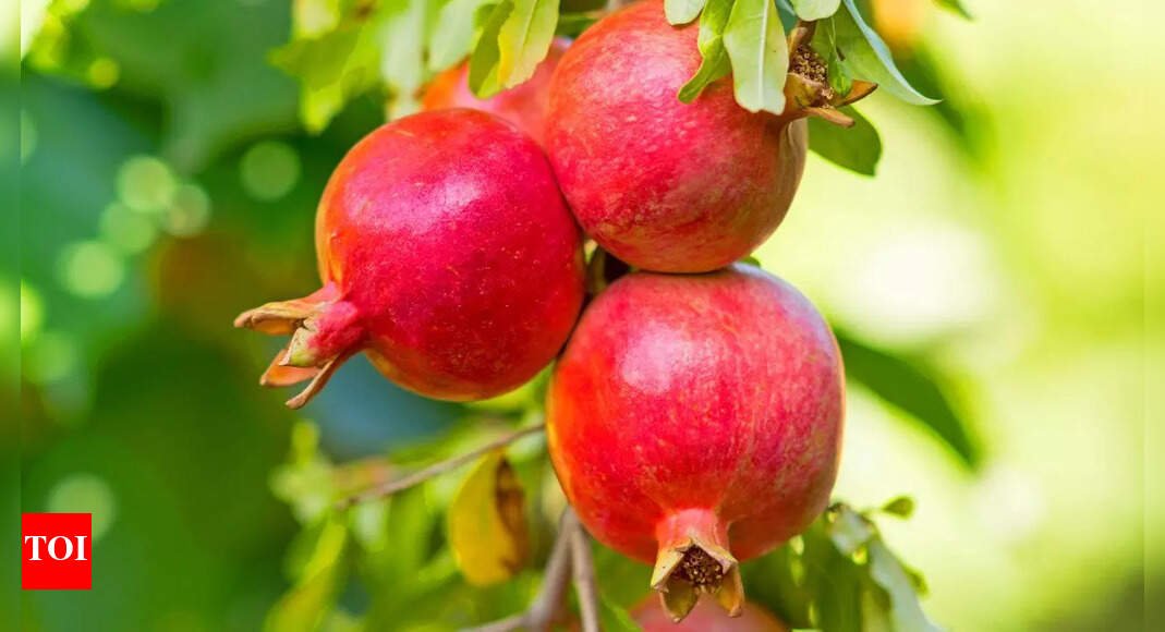 how-to-grow-pomegranates-at-home:-step-by-step-guide-for-juicy,-healthy-fruits