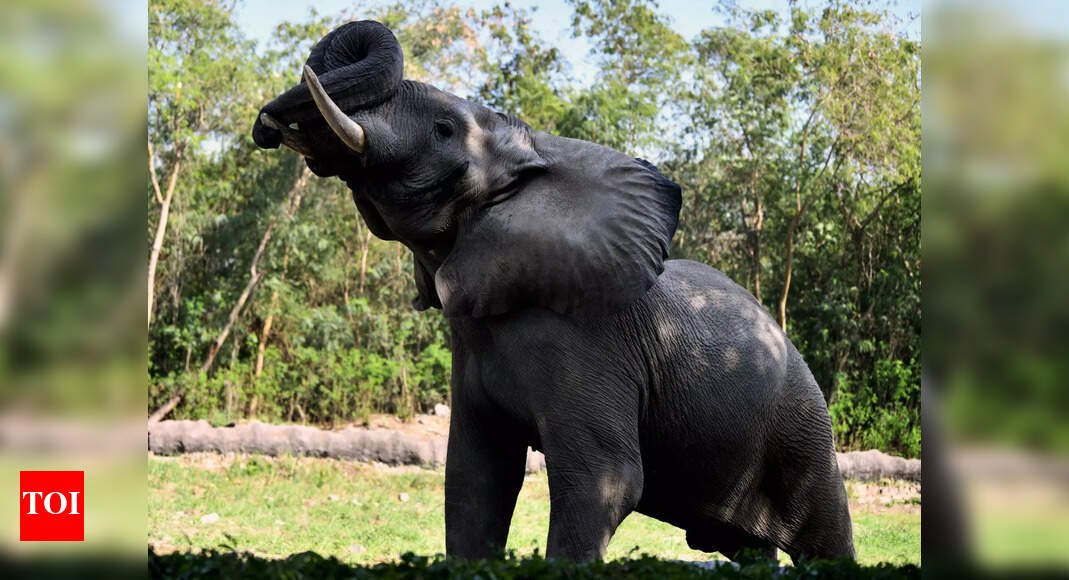 delhi-zoo’s-only-african-elephant-shankar-dies:-concerns-after-waza-suspension;-probe-ordered