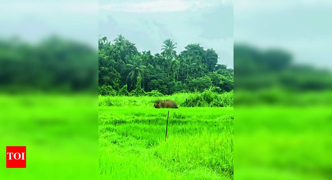 elephant-enters-pernem’s-ugvem,-damages-crops