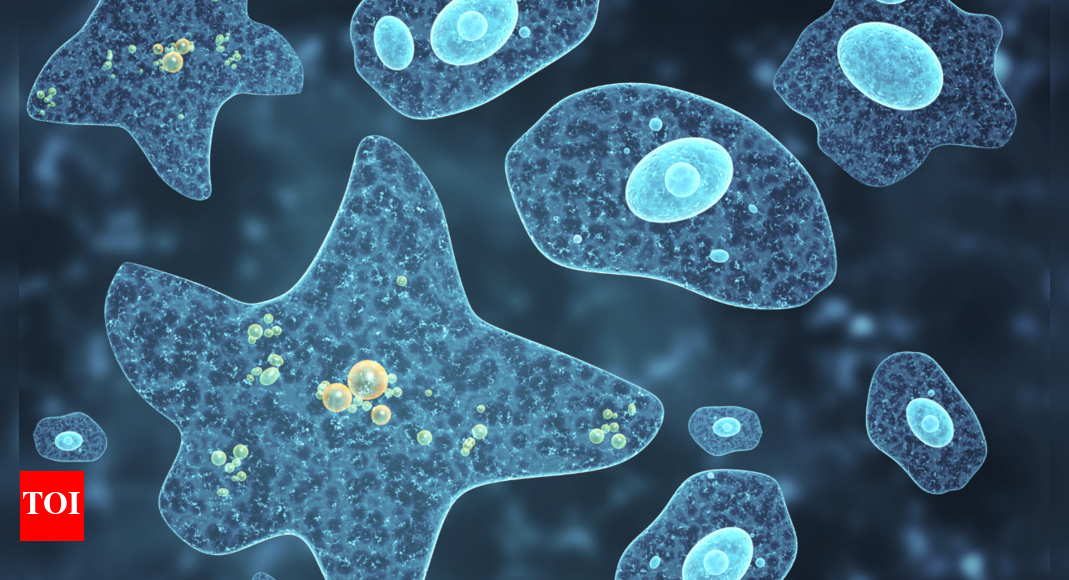 kerala-sees-69-cases,-19-deaths-from-brain-eating-amoeba:-why-it’s-deadly