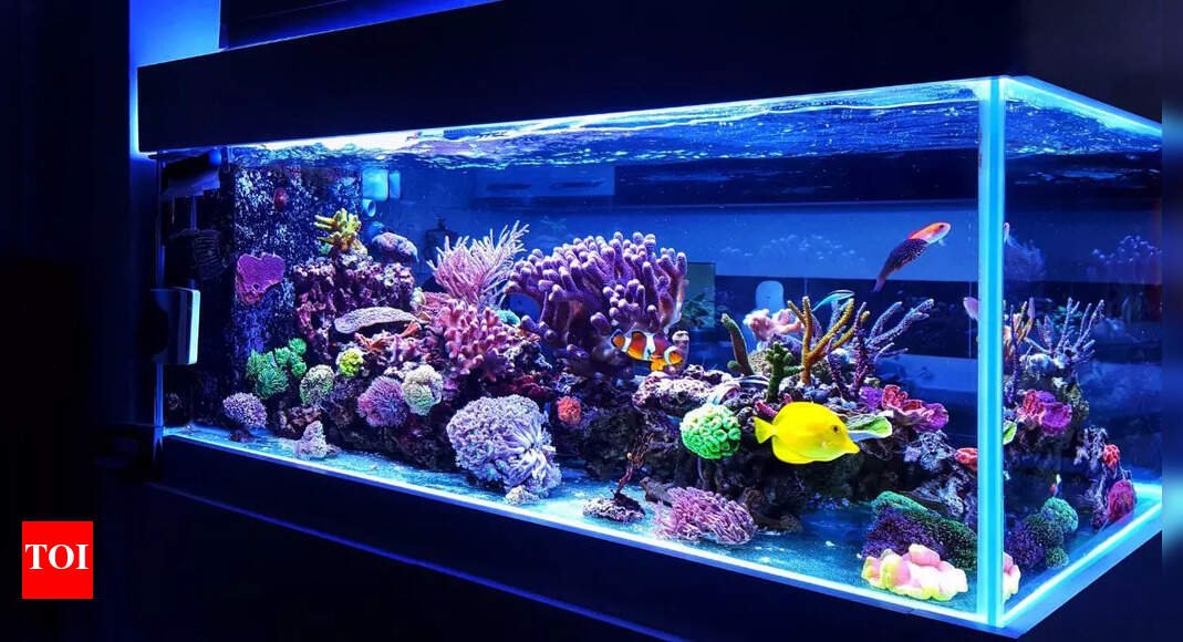 where-to-keep-your-aquarium-at-home-for-good-luck-and-positive-energy,-according-to-feng-shui