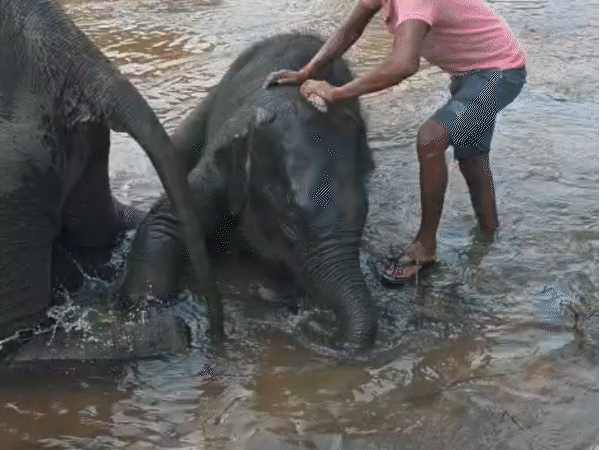 elephants-get-7-day-spa,-massage-makeup-in-mp:bandhavgarh-tiger-reserve-hosts-wellness-camp;-honey-coated-rotis-served-to-elephants-after-medical-checkups