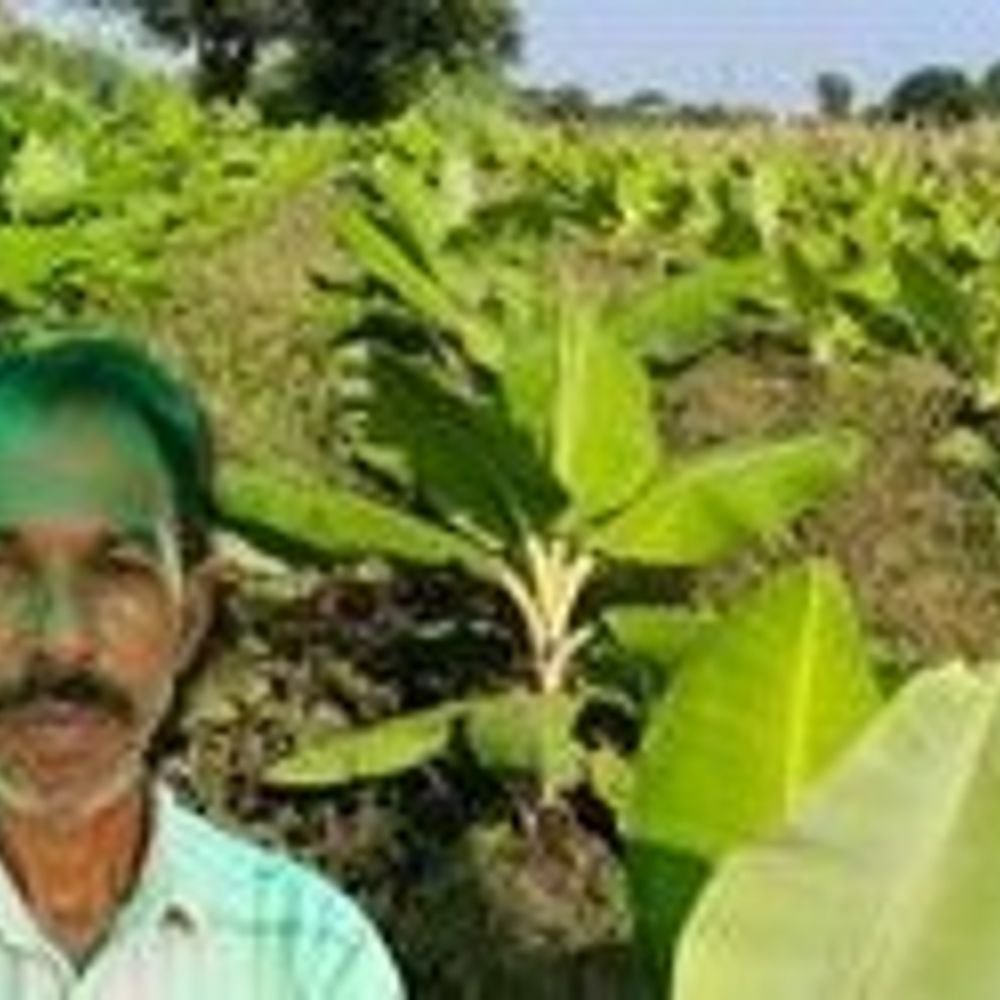 burying-wheat-straw-in-fields-boosts-maize-yield-by-30%:in-malwa,-banana-plants-brought-from-gujarat-underwent-3-years-of-research;-now-flourishing