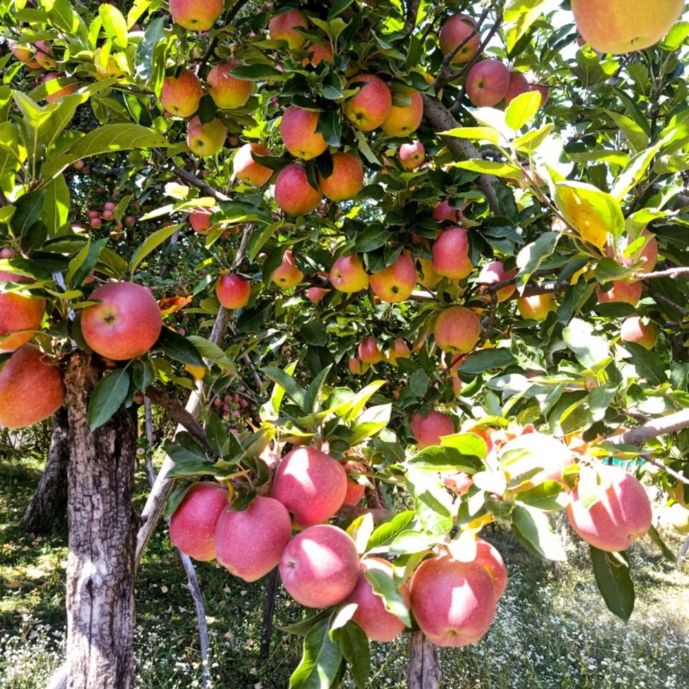 apple-prices-may-rise-in-india:imported-apples-to-flood-indian-markets-as-domestically-produced-ones-rout-due-to-bad-weather