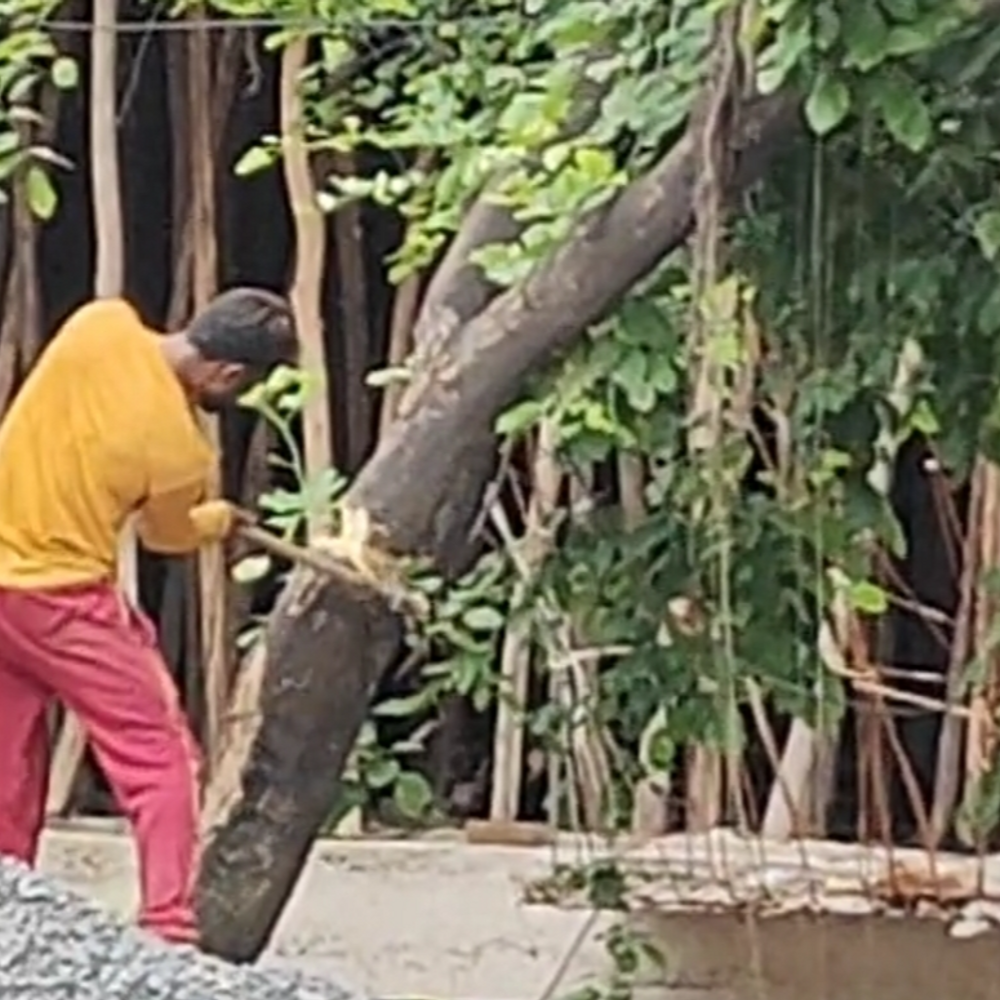 old-trees’-felling-for-brts-and-flyover-construction-in-indore:giving-pension-in-haryana-while-sikkim-maharashtra-made-laws-to-save-them
