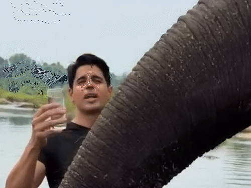 सिद्धार्थ-मल्होत्रा-ने-हाथी-को-पिलाया-झूठा-पानी:वीडियो-सामने-आई-तो-ट्रोलर्स-ने-लगा-दी-क्लास,-कहा-वो-गणपति-बप्पा-का-स्वरूप-हैं