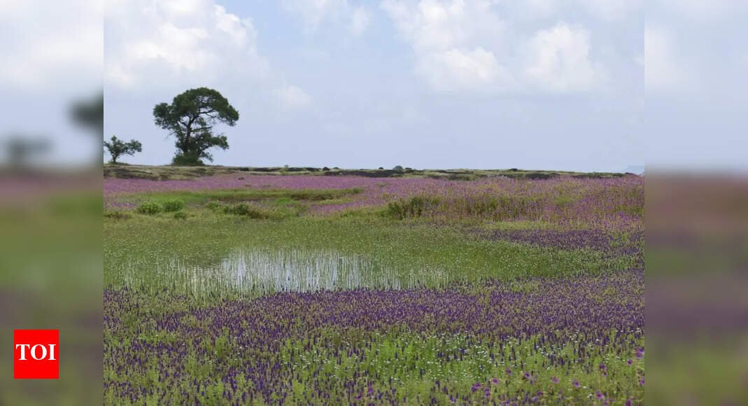 why-you-must-visit-maharashtra’s-‘valley-of-flowers’-before-it’s-too-late
