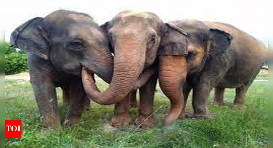 velumani-seeks-translocation-wild-elephants,-transfer-of-coimbatore-dfo