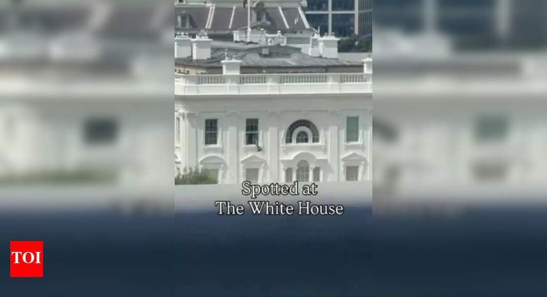 ‘classified-documents-or-epstein-files?’-white-house-bag-toss-leaves-internet-guessing-|-watch