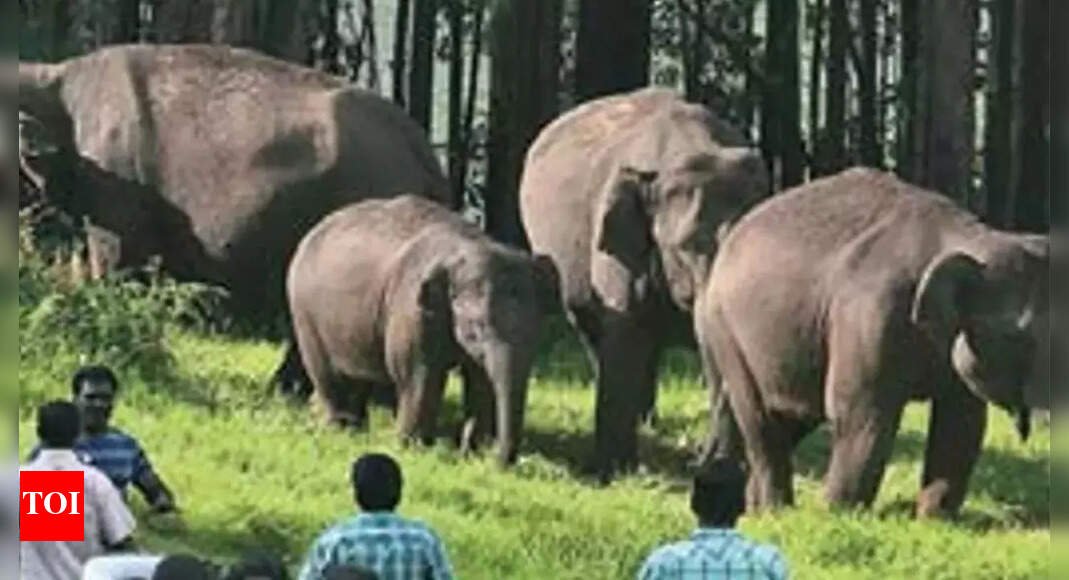 kerala’s-wild-elephants-fall-prey-to-human-aggression