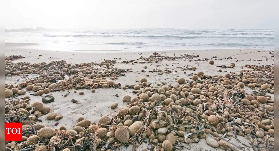 why-plastic-filled-neptune-balls-are-washing-up-on-beaches:-explained