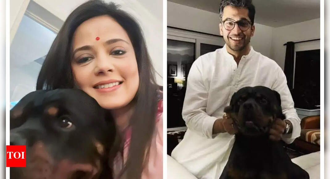 dog-custody:-delhi-hc’s-advise-to-mahua,-dehadrai