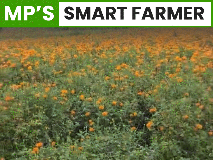 farmer-transforms-fortune-growing-african-marigold-flowers:earns-₹1-lakh-per-acre;-used-by-company-for-medicine-and-fertilizer