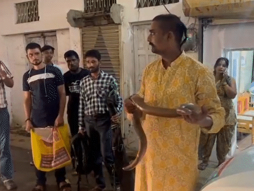 rare-red-sand-boa-rescued-from-sidhi-beauty-parlour:7-kg-snake-handed-over-to-mukundpur-zoo;-valued-at-up-to-₹25-crore-on-black-market