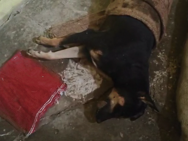 dog-stabbed-to-death-in-itarsi:owner-attacked-too;-accused-was-irked-due-to-canine’s-constant-barking,-has-served-sentence-in-murder-case-too