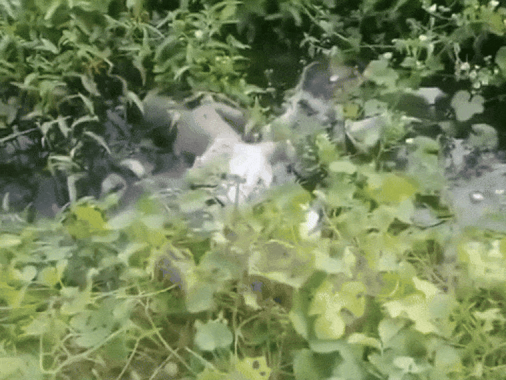 newborn-girl-found-dead-in-drain-in-chhatarpur:body-discovered-by-villagers,-fetus-estimated-to-be-7-8-months-old;-police-investigation-underway