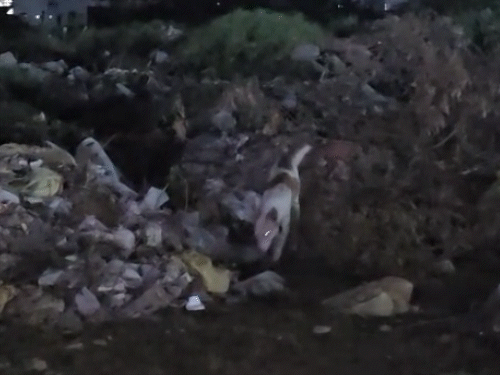 newborn-found-dead-in-garbage-heap-in-chhindwara:dogs-mutilate-body;-police-suspect-animals-dug-up-buried-body