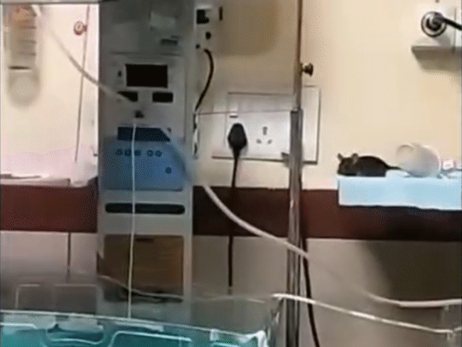 dean-superintendent-held-accountable-in-indore-hospital-rat-bite-deaths:inquiry-report-submitted-to-hc;-pest-control-firm-paid-crores-without-work
