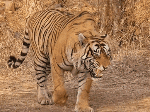 10-tigers-from-madhya-pradesh-to-be-relocated:wildlife-board-approves-shifting-to-odisha,-rajasthan-chhattisgarh;-letters-sent-to-authorities
