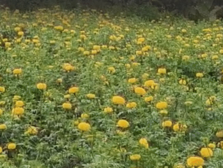 young-7th-pass-farmer-earns-huge-profit:cultivates-marigold,-supplies-to-mp-and-maharashtra,-inspiring-other-local-farmers-to-start-marigold-farming