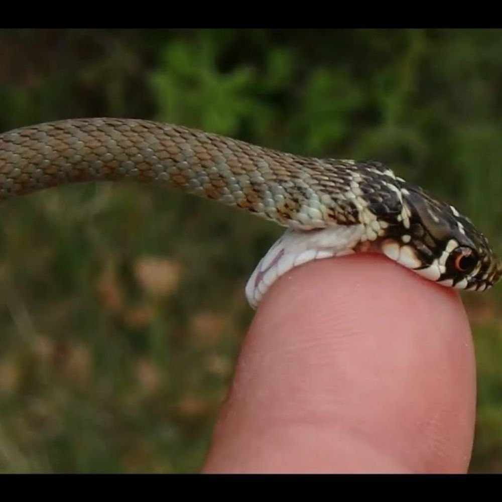 snake-cut-in-3-pieces-bites-woman-in-morena:deceased-was-cutting-fodder-when-bitten;-family-tried-ritualistic-treatment-but-couldn’t-save-bharti