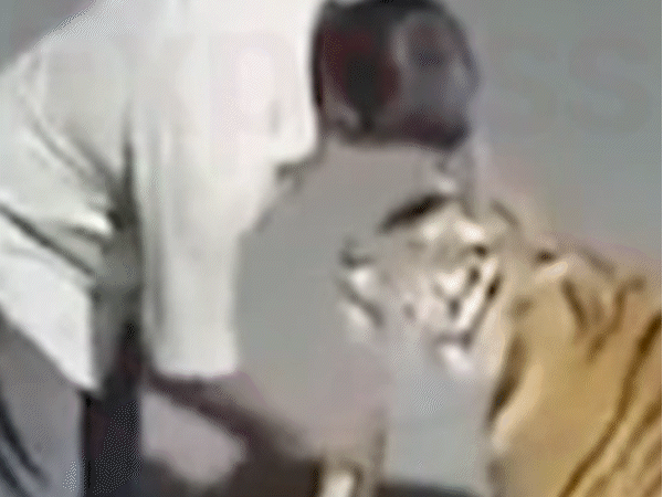 drunk-seoni-man-offers-liquor-to-tiger,-pets-its-head:claims-he-thought-it-was-a-cat;-pench-tiger-reserve-officials-deny-viral-video’s-authenticity