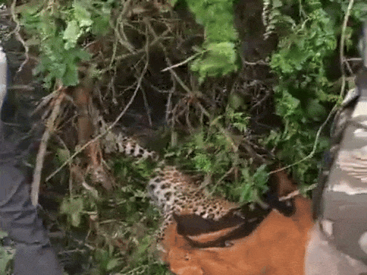 female-leopard-rescued-from-clutch-wire-trap-near-mhow:forest-team-frees-injured-leopard-with-leg-bruises;-shifted-to-indore-zoo-for-treatment-and-recovery
