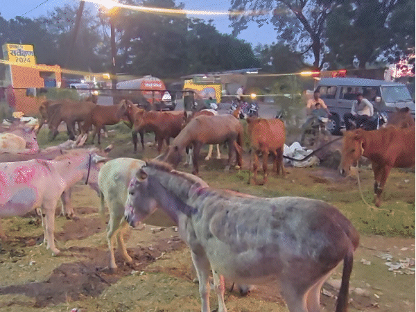 ujjain-donkey-fair-turns-into-star-parade:donkeys-named-tejashwi,-owaisi,-and-pushpa-steal-the-show-as-sellers-feed-gulab-jamun,-check-teeth-for-strength